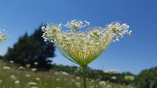 Park «Hoblitzelle Park», reviews and photos, 7500 Red River Dr, Plano, TX 75025, USA