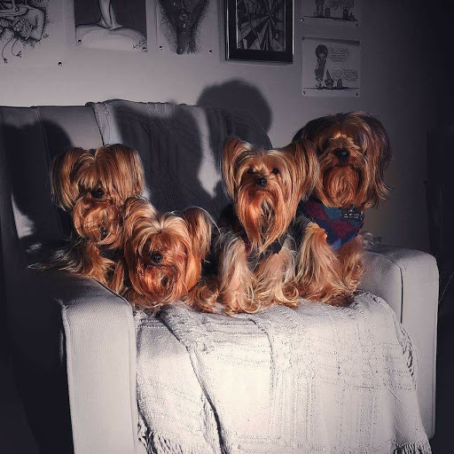 Pet Supply Store «PetSmart», reviews and photos, 540 New York Ave, Lyndhurst, NJ 07071, USA