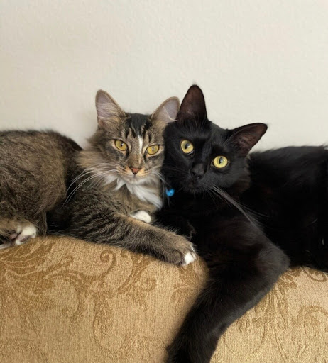 Pet Supply Store «Petropolis Camarillo», reviews and photos, 5800 Santa Rosa Rd Suite 144, Camarillo, CA 93010, USA