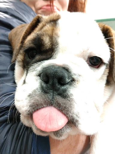 Pet Store «Petland», reviews and photos, 5470 Dixie Hwy, Fairfield, OH 45014, USA