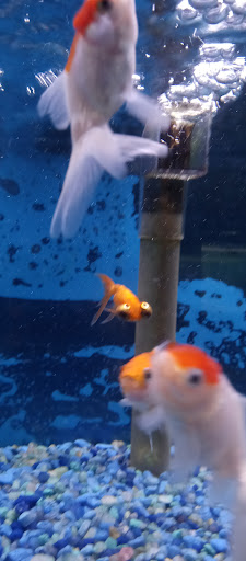 Pet Store «Leesburg Pet Center», reviews and photos, 959 N 14th St, Leesburg, FL 34748, USA