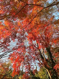 国府台4丁目緑地