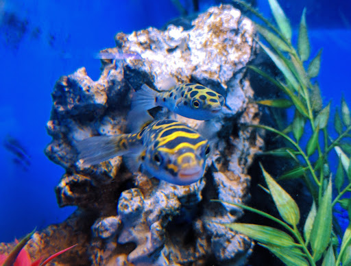 Tropical Fish Store «America Aquaria», reviews and photos, 3485 N 124th St, Brookfield, WI 53005, USA