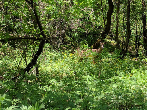 Nature Preserve «Forest Glen Woods», reviews and photos, 5420 N Forest Glen Ave, Chicago, IL 60630, USA