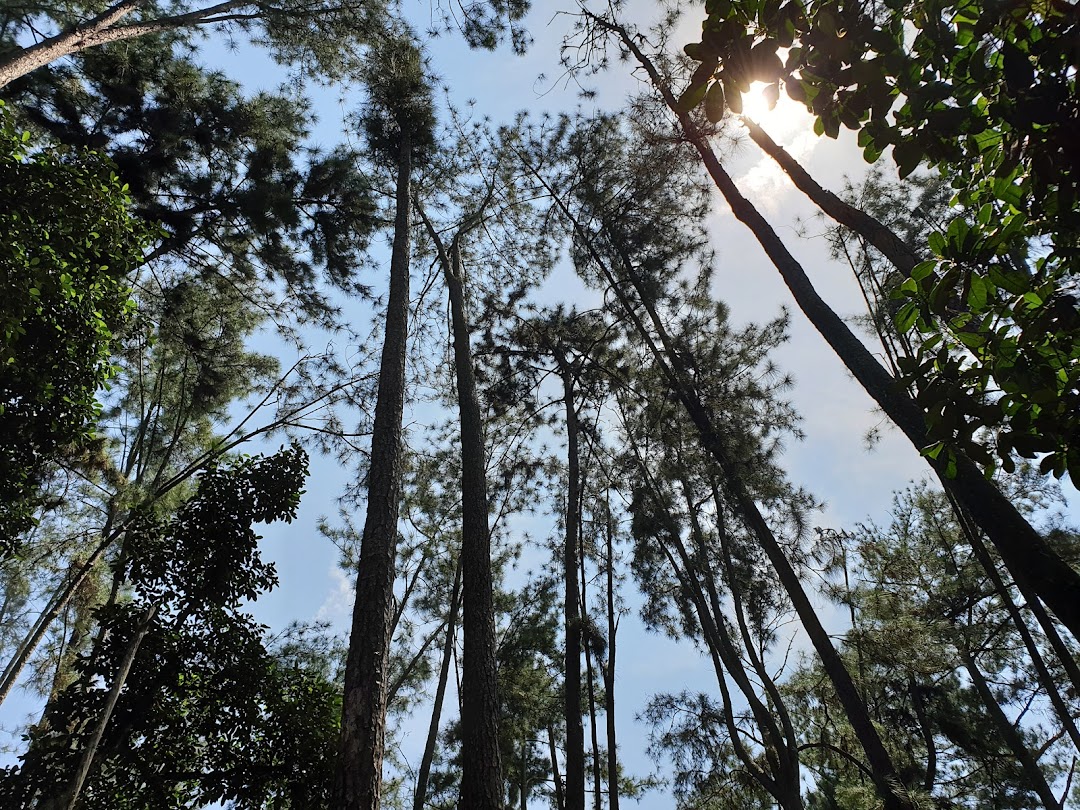 Terap Pine Forest
