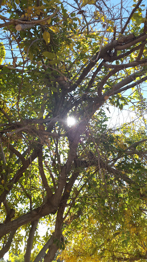 Park «Pierce Park», reviews and photos, 2150 N 46th St, Phoenix, AZ 85008, USA