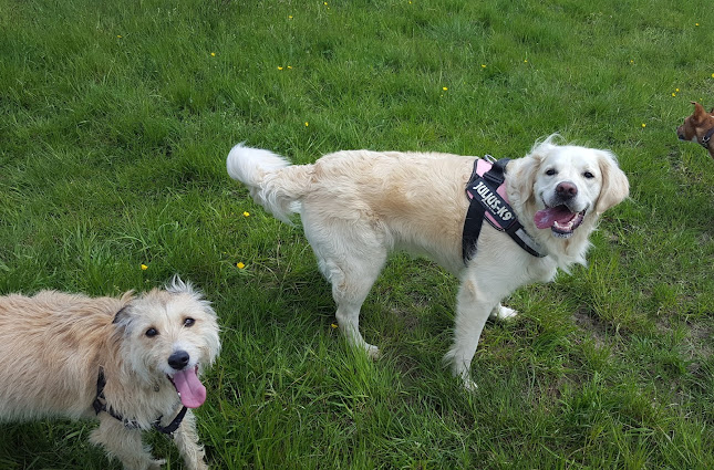 Reviews of Happy Paws Dog Walking And Pet Sitting in Newcastle upon Tyne - Dog trainer