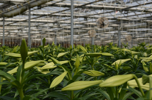 Florist «Nunan Florist & Greenhouses», reviews and photos, 269 Central St, Georgetown, MA 01833, USA