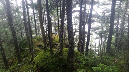 National Forest «Green Mountain and Finger Lakes National Forests», reviews and photos, 231 N Main St, Rutland, VT 05701, USA