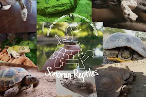 Sonoran Reptiles image