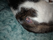 Palmetto Animal Urgent Care - Photo 8 - Car repair in Spartanburg, SC, Spartanburg