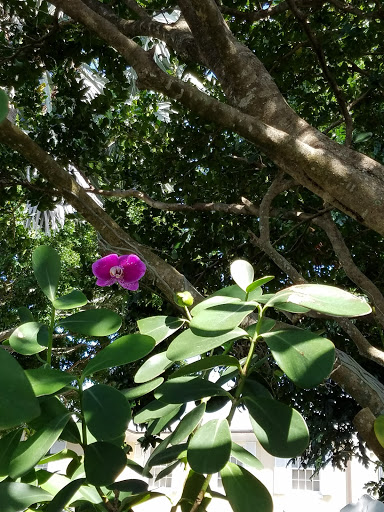 History Museum «Henry Morrison Flagler Museum», reviews and photos, 1 Whitehall Way, Palm Beach, FL 33480, USA