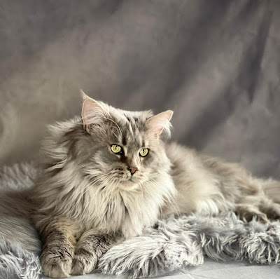 Élevage de maine coon dans la Manche à Picauville
