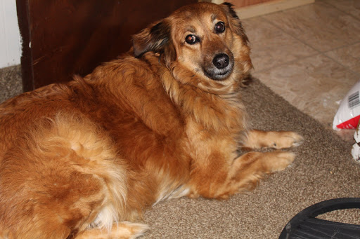 Pet Supply Store «PetSmart», reviews and photos, 144 Retail Commons Pkwy, Martinsburg, WV 25403, USA