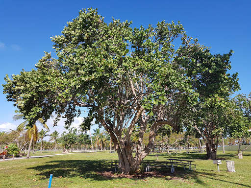 Park «Crandon Park», reviews and photos, 6747 Crandon Blvd, Key Biscayne, FL 33149, USA