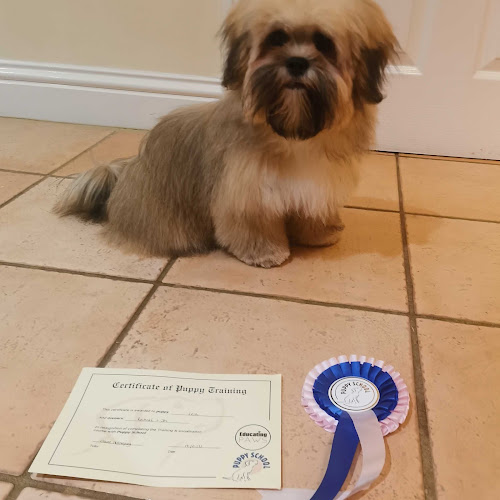 Educating Paws- the home of Puppy School Wroxham & Hethersett - Dog trainer