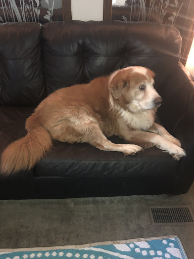 Pet Cemetery «Deceased Pet Care Chamblee», reviews and photos, 4991 Peachtree Rd, Chamblee, GA 30341, USA