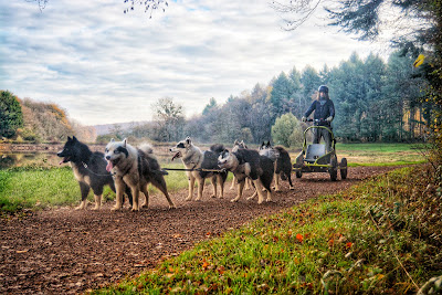 Wood'cie Ranch Canin - kart à chien et cani randonnée à Chevenon
