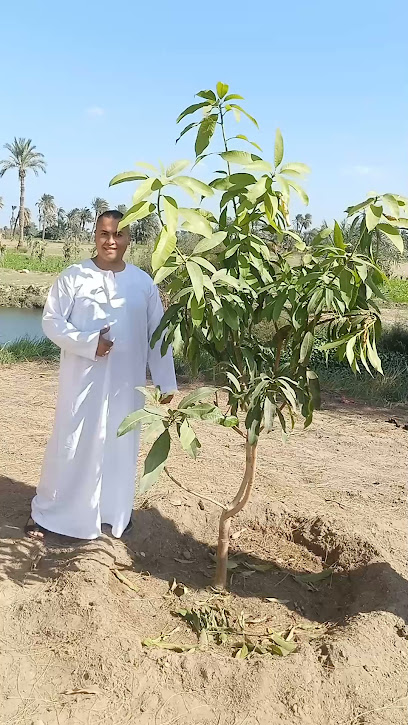 أرض حسن مطاوع