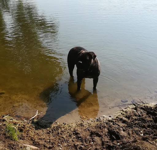 Dr.med.vet. Luz Burdinski Tierarzt unter Nusse, Schleswig-Holstein