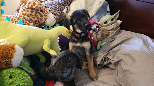 Pet Supply Store «Petco Animal Supplies», reviews and photos, 175 Grandview Blvd #600, Madison, MS 39110, USA