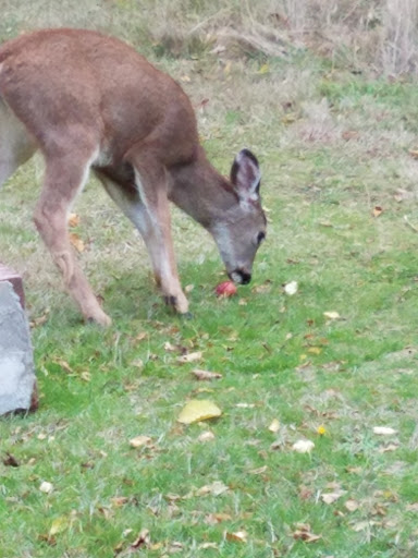 Pet Supply Store «Petco Animal Supplies», reviews and photos, 5190 Borgen Blvd #201, Gig Harbor, WA 98332, USA