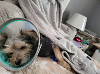 Community Animal Hospital - Photo 2 - Car repair in York, PA, York