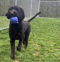 Gochenauer Pet Resort - Photo 4 - Car repair in Lititz, PA, Lancaster
