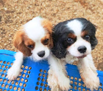 XoXo Doggy Hotel and Daycare - Photo 2 - Car repair in , San Antonio