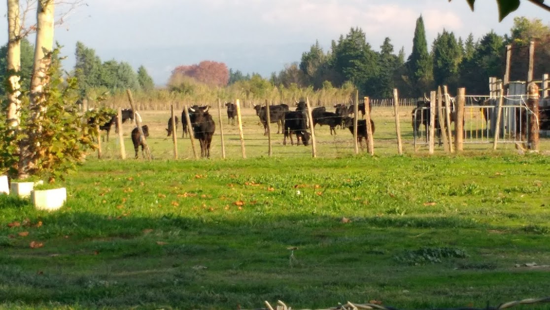 Camus Dominique à Mollégès (Bouches-du-Rhône 13)