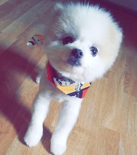 Pet Groomer «Foxy Mutts Grooming Salon», reviews and photos, 303 E Franklin St, Spencer, IN 47460, USA