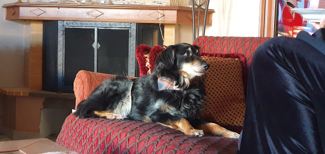 ΑΡΣΕΝΙΟΥ ΔΗΜΗΤΡΙΟΣ - Κτηνίατρος