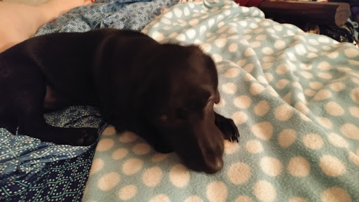 Home Improvement Store «Tractor Supply Co.», reviews and photos, 1740 N Belt Line Rd, Mesquite, TX 75149, USA