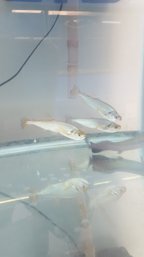 Tropical Fish Store «Aquatic Treasures/Bruces Pond Shop», reviews and photos, 20708 Gudith Rd, Brownstown Charter Twp, MI 48183, USA