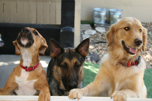 Pet Boarding Service «Ohana Pet Resort», reviews and photos, 25 N Grove St, Merritt Island, FL 32953, USA