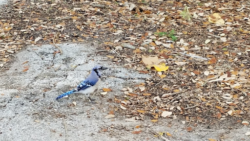 Park «A.D. (Doug) Barnes Park», reviews and photos, 3401 SW 72nd Ave, Miami, FL 33155, USA