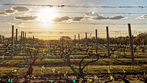 Winery «Paradise Hills Vineyard & Winery», reviews and photos, 15 Windswept Hill Rd, Wallingford, CT 06492, USA