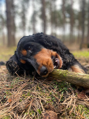 garde et balade de chiens à Saint-Maurice