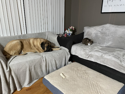 Furniture Store «Furniture Factory Liquidators», reviews and photos, 15700 Middlebelt Rd, Livonia, MI 48154, USA