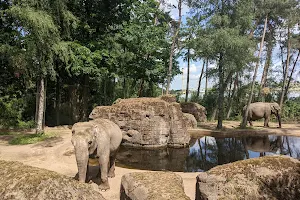Aziatische olifanten image