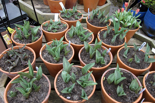 Henleaze Garden Shop Bristol