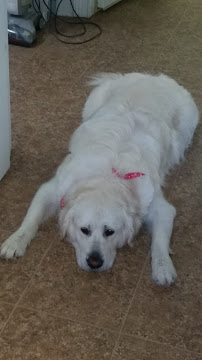 Carolina Paws - Photo 3 - Car repair in Columbia, SC, Columbia