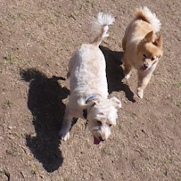 DoggyGuy - Photo 7 - Car repair in , Thousand Oaks