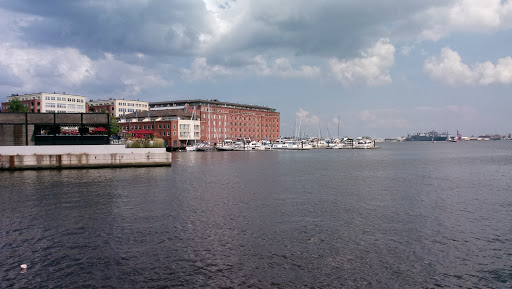 Explore dolphin tattoo ideas for females, creative tattoo ideas in Baltimore, available at Saints & Sinners Tattoos (NO piercings)