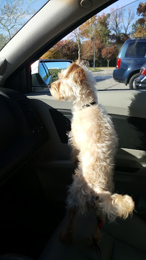 Pet Supply Store «PetSmart», reviews and photos, 6243 College Dr, Suffolk, VA 23435, USA