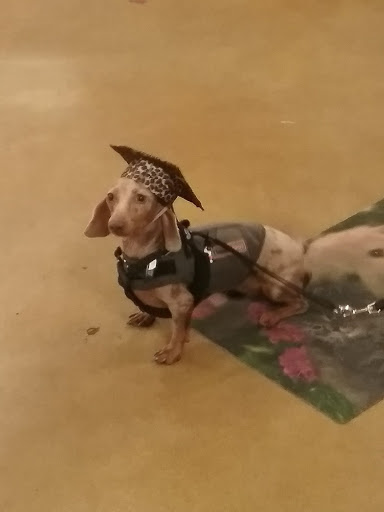 Pet Supply Store «PetSmart», reviews and photos, 4100 Ming Ave, Bakersfield, CA 93309, USA