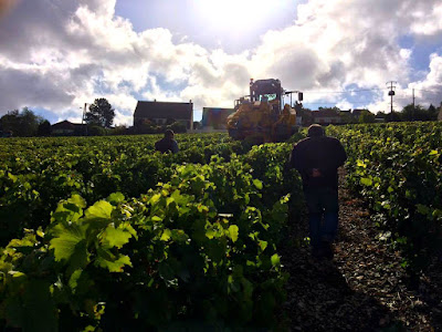 Sancerre Roger Neveu à Verdigny