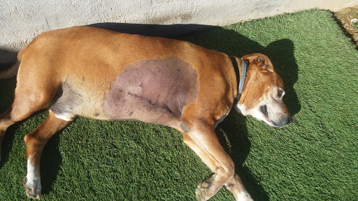 Clínica Veterinaria El Parc en Palma