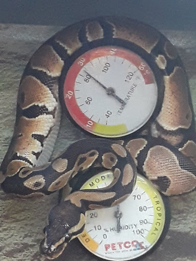 Pet Supply Store «Petco Animal Supplies», reviews and photos, 21348 Kuykendahl Rd, Spring, TX 77379, USA