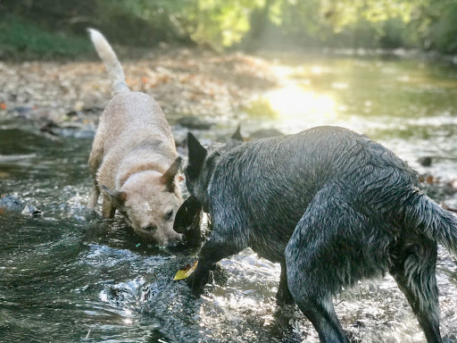 Park «Percy Warner Park», reviews and photos, 7311 Tennessee 100, Nashville, TN 37221, USA